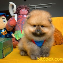 Sertifikalı Show Class Pomeranian Boo Ayıcık Surat 2