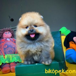 Sertifikalı Show Class Pomeranian Boo Ayıcık Surat 1