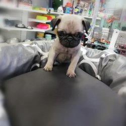 Sevecen Pug Bebekleri̇mi̇z 1