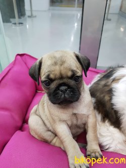 Sevecen Pug Bebekleri̇mi̇z 3