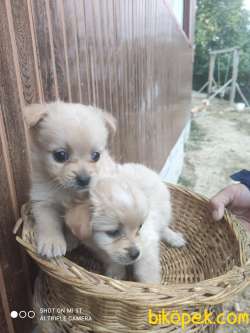 Sevgi Dolu Chihuahua Yavruları Dişi 2 Aylık 2