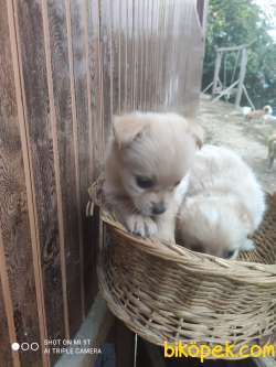 Sevgi Dolu Chihuahua Yavruları Dişi 2 Aylık 1