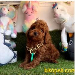 Red Brown Poodle Yavrular 3