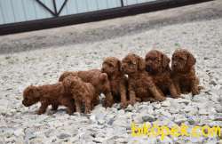 Sevgi Seli Poodle