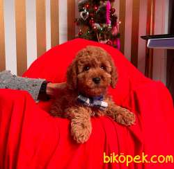 Safkan Toy Poodle Yavrular 3