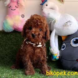Safkan Toy Poodle Yavrular 1