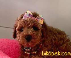 Safkan Toy Poodle Yavrular 2