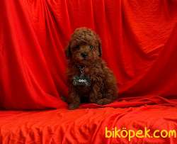 Red Brown Poodle Yavrular 2
