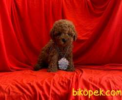 Red Brown Poodle Yavrular 3