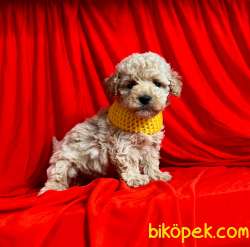 Seviimli Maltipoo Yavrular 4