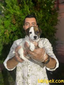 SEVİMLİ AFACAN JACK RUSSEL YAVRUMUZ 4