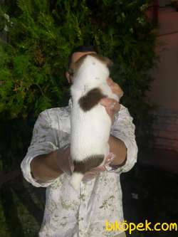 SEVİMLİ AFACAN JACK RUSSEL YAVRUMUZ 2