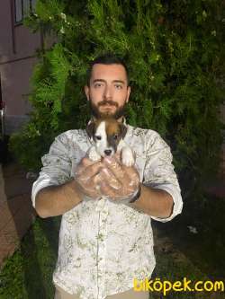 SEVİMLİ AFACAN JACK RUSSEL YAVRUMUZ 3