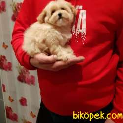 SEVİMLİ BEBEK MALTİPOO 1