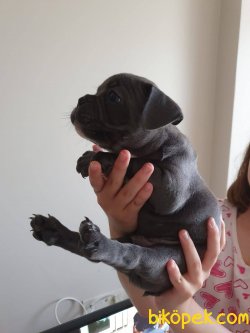 Sevimli Blue Merle 1