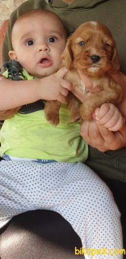 Sevimli King Charles Cavalier Ruby Yavrularm 2