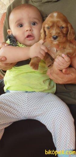 Sevimli King Charles Cavalier Ruby Yavrularm 3