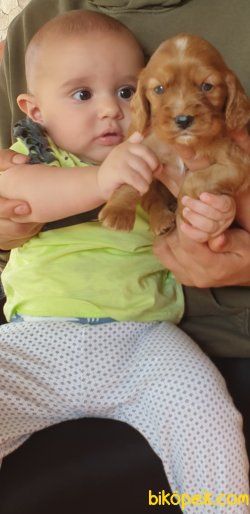 Sevimli King Charles Cavalier Ruby Yavrularm 4