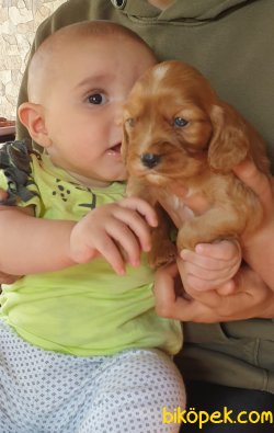 Sevimli King Charles Cavalier Ruby Yavrularm 1