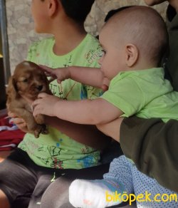 Sevimli King Charles Cavalier Ruby Yavrularm 5