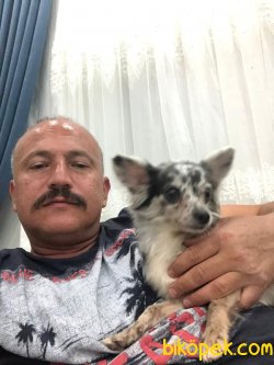 Sevimli Chihuahua 3