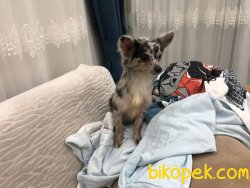 Sevimli Chihuahua 5