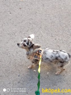 Sevimli Chihuahua 1