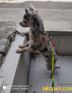 Sevimli Chihuahua 4