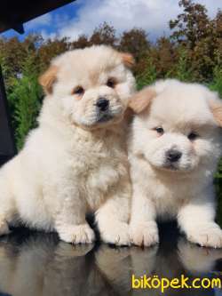 SEVİMLİ CHOW CHOW YAVRULARIMIZ 4