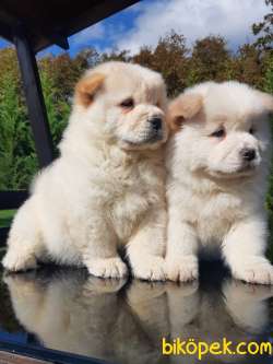 SEVİMLİ CHOW CHOW YAVRULARIMIZ 5