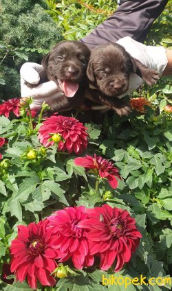 Sevimli Çikolata Labrador Yavrularm 3