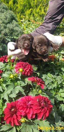 Sevimli Çikolata Labrador Yavrularm 1