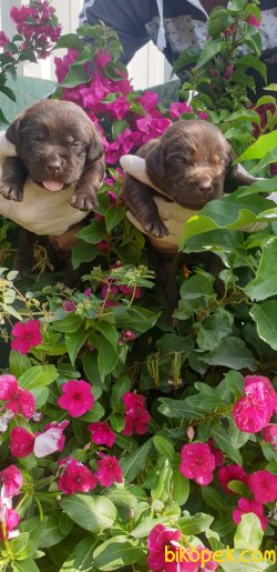 Sevimli Çikolata Labrador Yavrularm 5