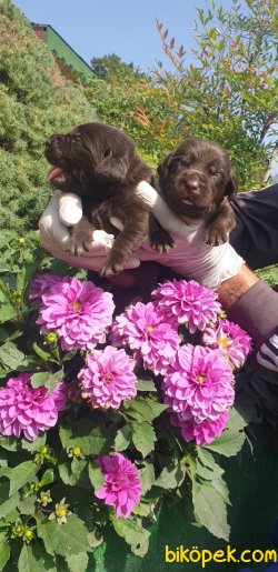 Sevimli Çikolata Labrador Yavrularm 2
