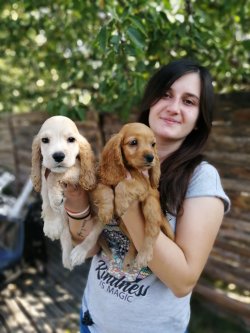 Sevimli Cocker Yavrularımız Küçük Irk 1
