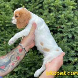 Sevimli Dişi Cavalier King Charles Yavrumuz 2