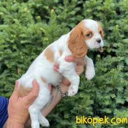 Sevimli Dişi Cavalier King Charles Yavrumuz 5