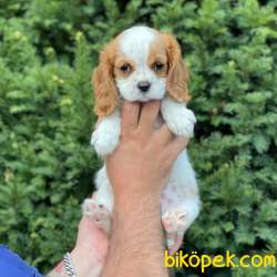 Sevimli Dişi Cavalier King Charles Yavrumuz 1