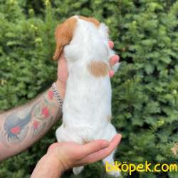 Sevimli Dişi Cavalier King Charles Yavrumuz 4