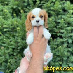 Sevimli Dişi Cavalier King Charles Yavrumuz 3
