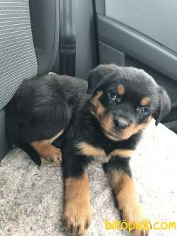 Sevimli Dost Rottweiler 4