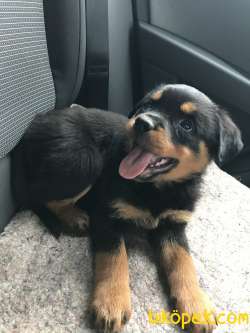 Sevimli Dost Rottweiler 1