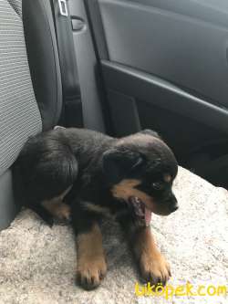Sevimli Dost Rottweiler 2