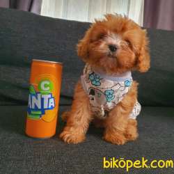 Sevimli F1 Maltipoo Oğlum 1