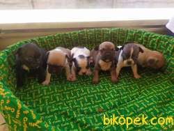 SEVİMLİ FRANSIZ BULLDOG YAVRULAR 1