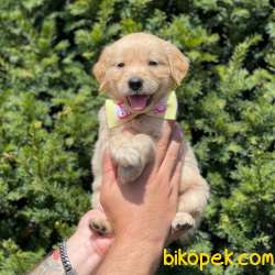 Sevimli Golden Retriever Yavrumuz 1