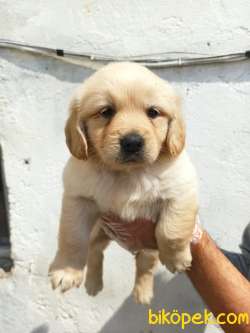 Sevimli Irk Garantili Golden Retriever Yavrular 2