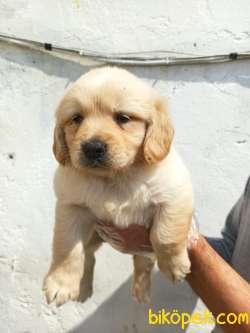 Sevimli Irk Garantili Golden Retriever Yavrular 3