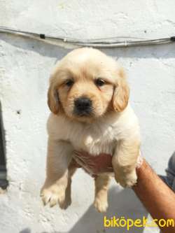 Sevimli Irk Garantili Golden Retriever Yavrular 1