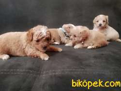 SEVİMLİ KALİTELİ MALTİPO  YAVRULARI 3